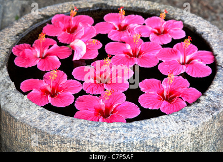 Hibiscus Bright pink fluted flower floating on water in a feature outdoor garden water pond India, headline space crop margin la Stock Photo