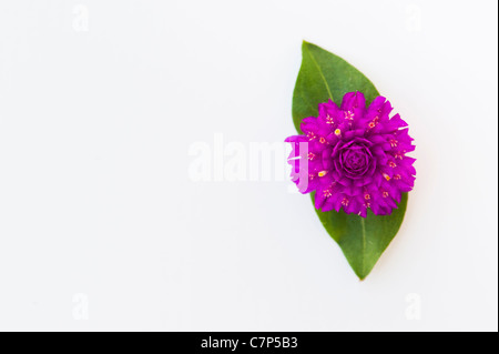 Gomphrena globosa .  Globe Amaranth or Bachelor Button flower on a white background