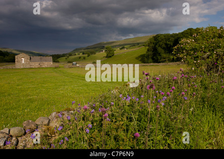 Flowery roadside with Meadow Cranesbill and Melancholy Thistle, near Muker, Swaledale; Yorkshire Dales National Park; North York Stock Photo