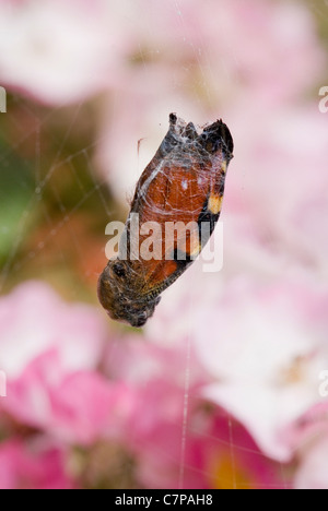 Butterfly caught in spiders web hi res stock photography and