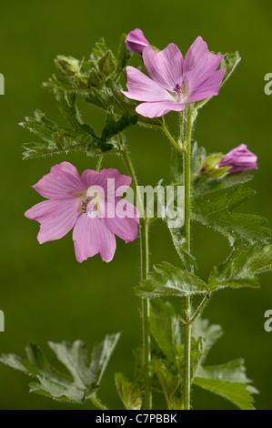 musk Mallow, Malva moschata, in flower; summer, Dorset Stock Photo