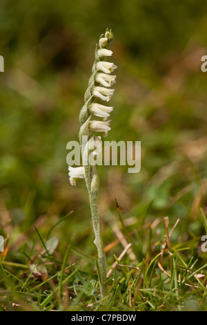 Autumn Lady's-tresses, Spiranthes spiralis; grassland orchid in flower on downland, Dorset. Stock Photo