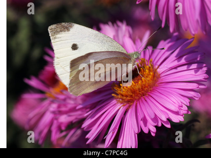 white cabbage butterfly sitting on flower (chrysanthemum) Stock Photo