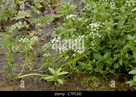 River Water-dropwort. Oenanthe fluviatilis in the River Piddle, Dorset. Stock Photo