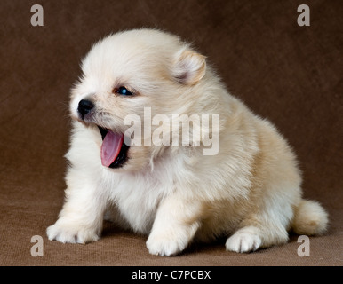 Puppiy of the spitz-dog in studio on a neutral background Stock Photo