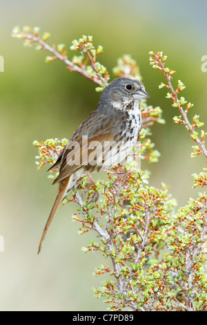 Fox Sparrow Passerella iliaca megarhyncha Lee Vining Canyon, California, United States 14 May Adult Emberizidae Stock Photo