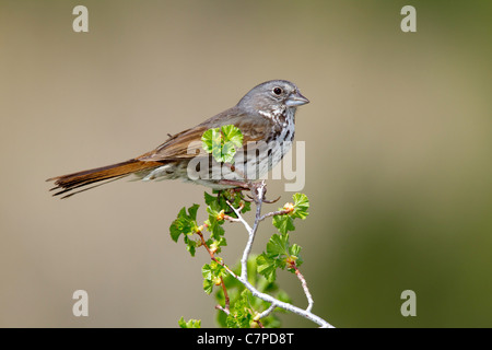 Fox Sparrow Passerella iliaca megarhyncha Lee Vining Canyon, California, United States 14 May Adult Emberizidae Stock Photo