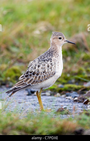 Buff Breasted Sandpiper; Tryngites subruficollis; migrant; Cornwall Stock Photo