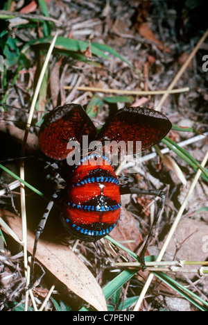 Mountain grasshopper (Acripeza reticulata) actually a bush-cricket / katydid, defensive display with warning colours, Australia Stock Photo