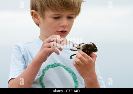 Boy examining shore crab Stock Photo