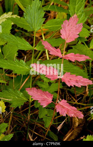 Greater Burnet-saxifrage, Pimpinella major leaves in autumn. Stock Photo