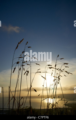 View of Belfast Lough and County Down from Cave Hill at sunrise with wild grass in foreground Stock Photo