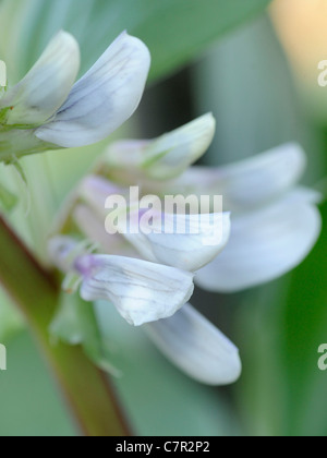 The flowers from a broad bean plant Stock Photo