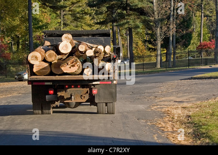 A dump truck carrying a large load of wood logs. Stock Photo