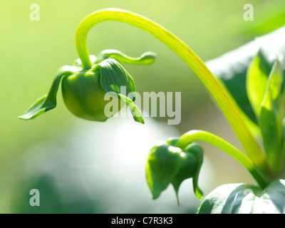 Green young shoots on a dahlia plant Stock Photo