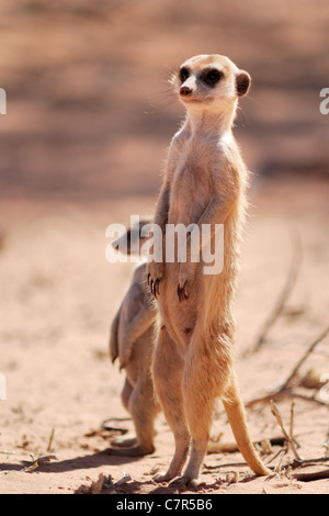 Meerkat (Suricata suricatta), Kgalagaid Transfrontier Park, South Africa Stock Photo