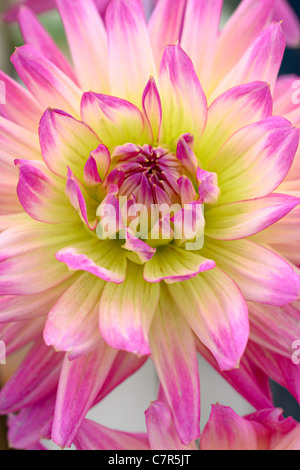 Chrysanthemum flower head Stock Photo