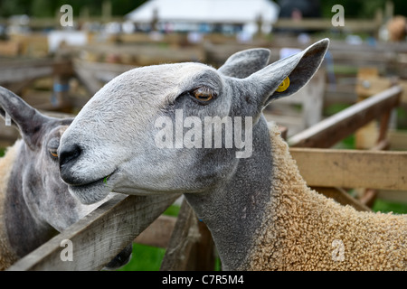Portrait of a Bluefaced Leicester sheep at an agricultural show Stock Photo