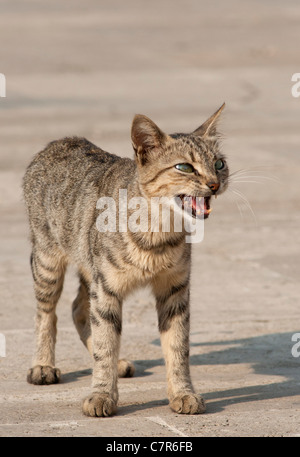 A stray tabby cat seen in Istanbul, Turkey. Stock Photo