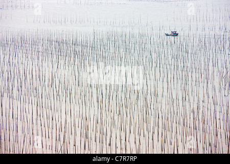 Fishing boat sailing through bamboo sticks for drying seaweed, East China Sea, Xiapu, Fujian Province, China Stock Photo