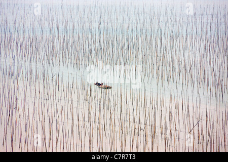 Fishing boat sailing through bamboo sticks for drying seaweed, East China Sea, Xiapu, Fujian Province, China Stock Photo