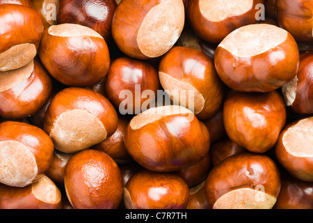 Conkers. Horse chestnut, Aesculus hippocastanum. Stock Photo