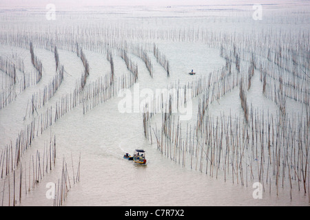 Fishing boat sailing through bamboo sticks for drying seaweed, East China Sea, Xiapu, Fujian Province, China Stock Photo
