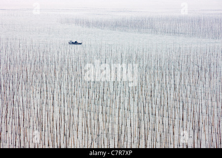 Fishing boat sailing through bamboo sticks for drying seaweed, East China Sea, Xiapu, Fujian Province, China Stock Photo