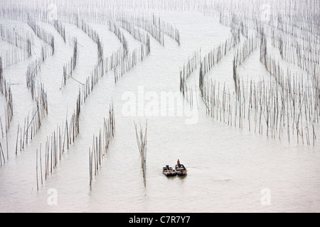 Fishing boat sailing through bamboo sticks for drying seaweed, East China Sea, Xiapu, Fujian Province, China Stock Photo