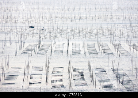 Fishing boat sailing through bamboo sticks for drying seaweed, East China Sea, Xiapu, Fujian Province, China Stock Photo