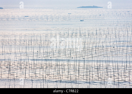 Fishing boat sailing through bamboo sticks for drying seaweed, East China Sea, Xiapu, Fujian Province, China Stock Photo