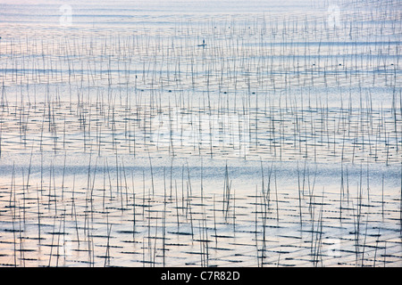 Fishing boat sailing through bamboo sticks for drying seaweed, East China Sea, Xiapu, Fujian Province, China Stock Photo