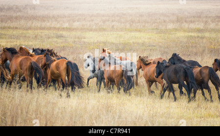 Horses in the ranch, Inner Mongolia, China Stock Photo