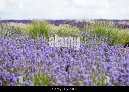 Field of mixed Lavenders, Lavandula angustifolia', at Snowshill Lavender Farm, Worcestershire, England, United Kingdom Stock Photo