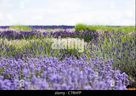 Field of mixed Lavenders, Lavandula angustifolia', at Snowshill Lavender Farm, Worcestershire, England, United Kingdom Stock Photo