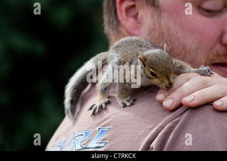 Grey Squirrel (Sciurus carolinensis). Juvenile animal being hand reared and tame. Stock Photo