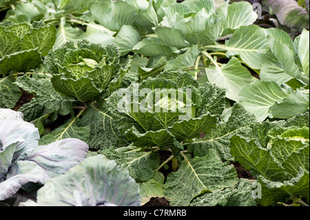 Cabbage 'Serpentine', Brassica oleracea capitata Stock Photo