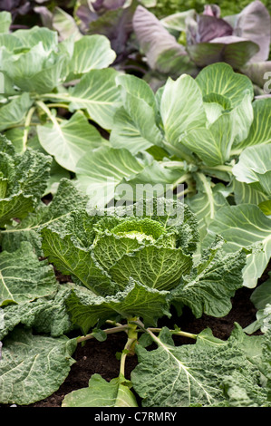 Cabbage 'Serpentine', Brassica oleracea capitata Stock Photo