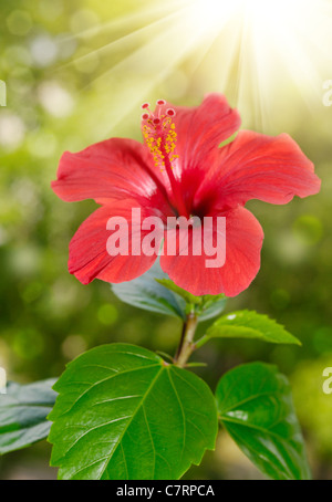 Red hibiscus flower and foliage over bright background Stock Photo