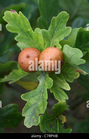 Marble Gall On Penduculate Oak Tree Caused By The Gall Wasp Andricus kollari Stock Photo