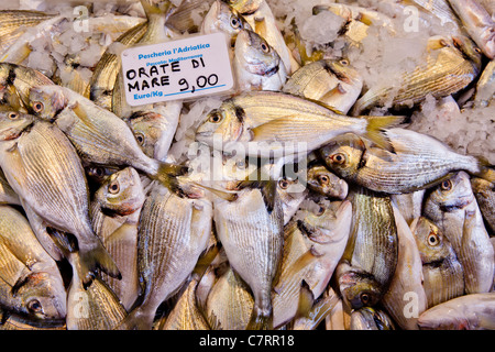 Fresh fish (Sparus aurata) for sale on the local market in Bologna, Italy Stock Photo