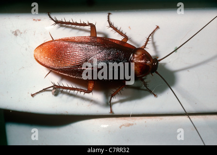 American cockroach (Periplaneta americana) on a lavatory, Madagascar Stock Photo