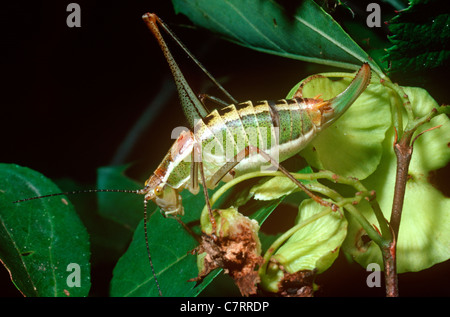 bush-cricket-katydid-