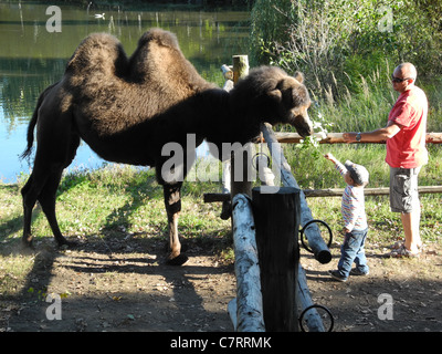 camel in zoo Stock Photo