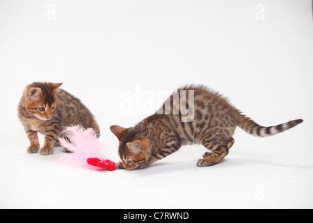 Bengal Cats, kittens, 8 weeks / toy Stock Photo