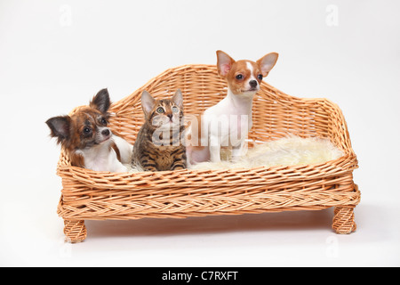 Chihuahua and puppy, 3 1/2 months, longhaired and smooth haired, with Bengal Cat, kitten, 8 weeks Stock Photo