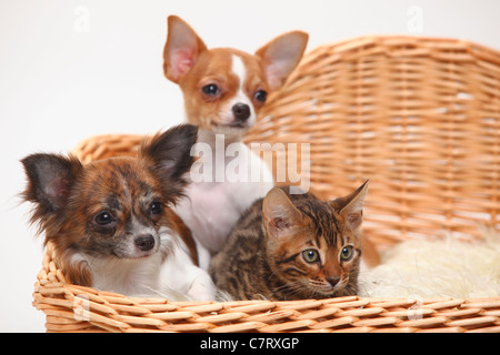 Chihuahua and puppy, 3 1/2 months, longhaired and smooth haired, with Bengal Cat, kitten, 8 weeks Stock Photo