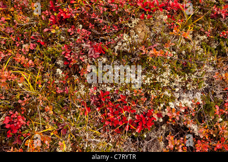 DENALI STATE PARK, ALASKA, USA - Kesugi Ridge. Stock Photo