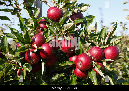Red, ripe Ingrid Marie apples ready for picking at the pick-your-own orchard in Trørød near Copenhagen, Denmark Stock Photo
