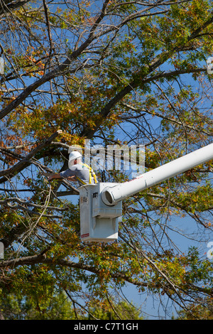 Utility worker cutting dead limbs from tree using a cherry picker, Franklin Tennessee USA Stock Photo